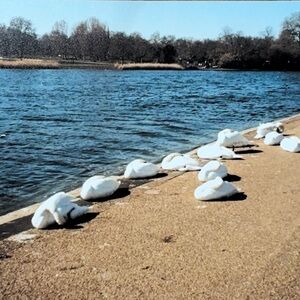 Meet your Posher, Jayne